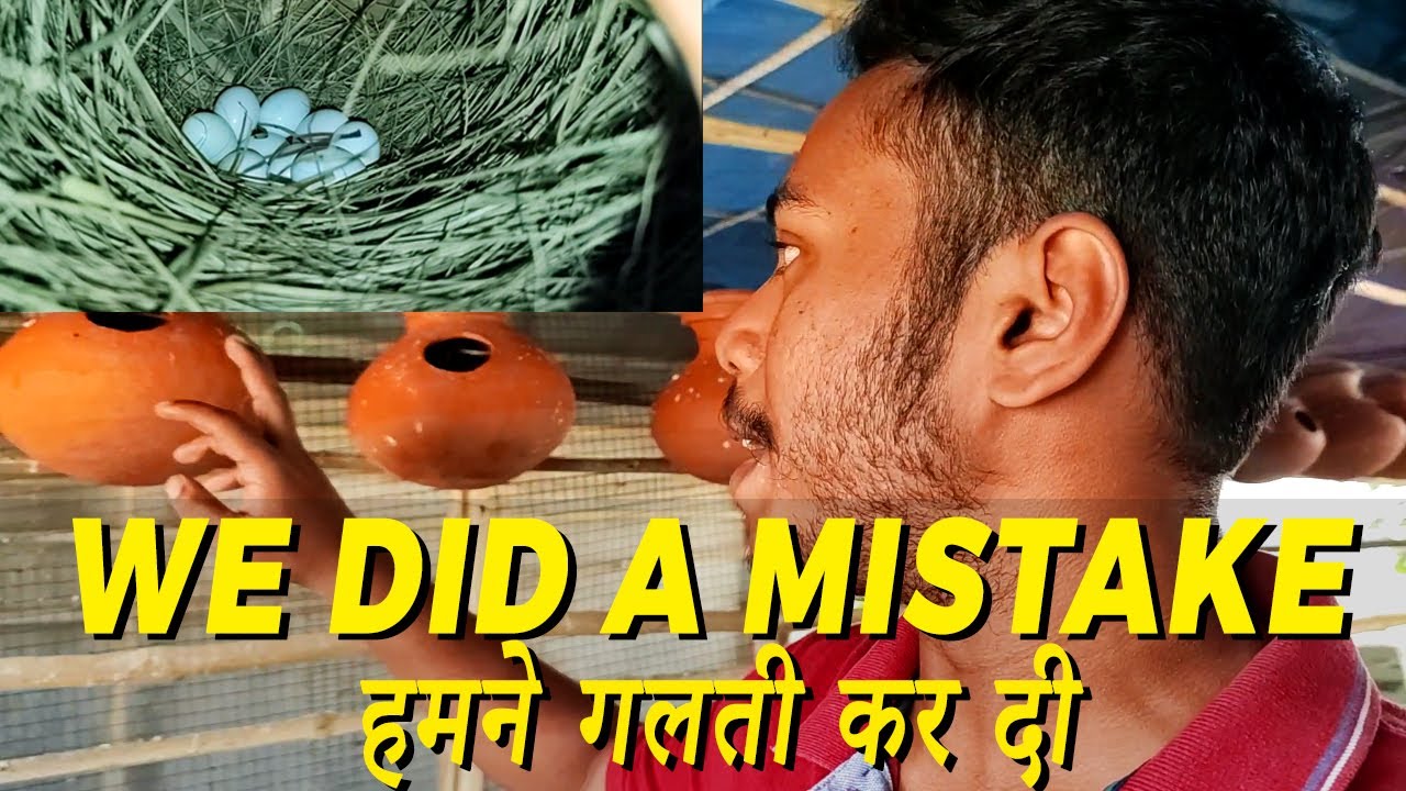 We Did A Mistake | Black Java setup | Java colony Progress | Happy Budgies