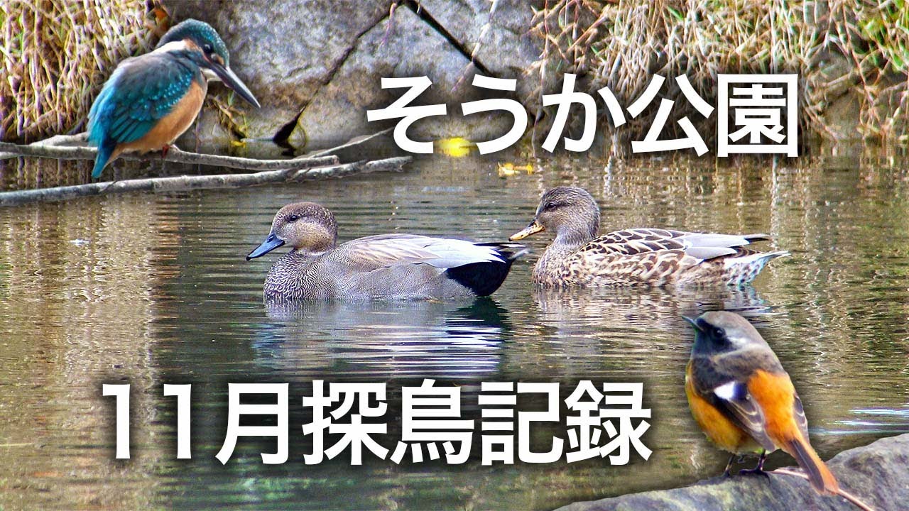 【野鳥観察】そうか公園の野鳥観察・カワセミ・ジョウビタキ・たくさんの鴨たち