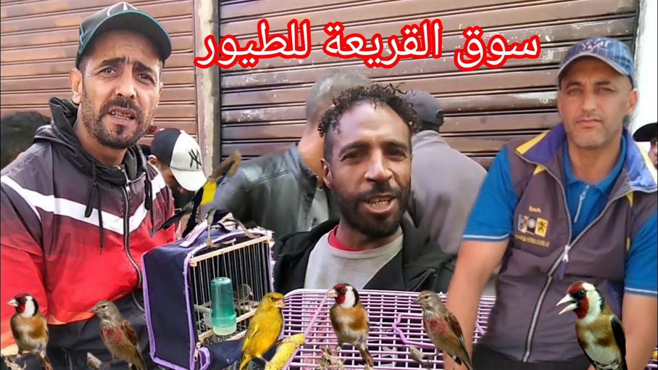 سوق القريعة للطيور يوم الاحد 18/2/2024 تعرف على اثمنة جميع الطيور الزينة والمغردة والحسون