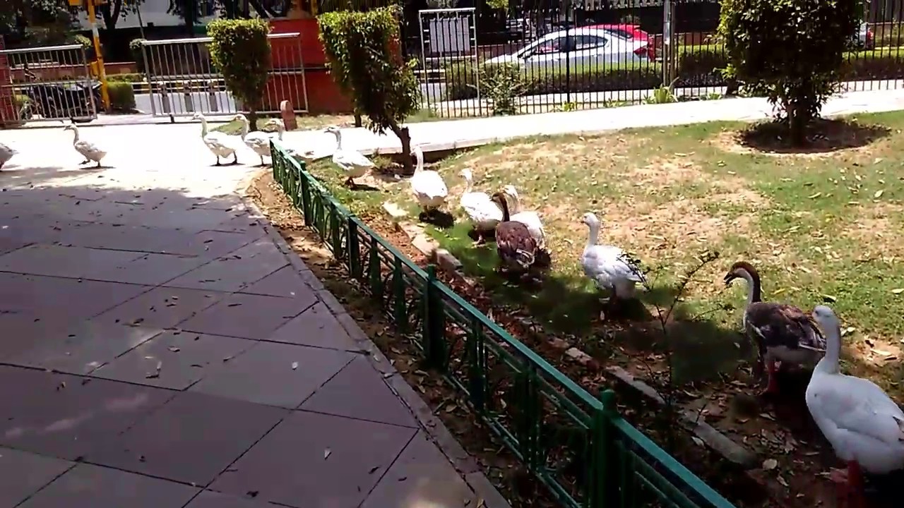 Ducks walking in a line