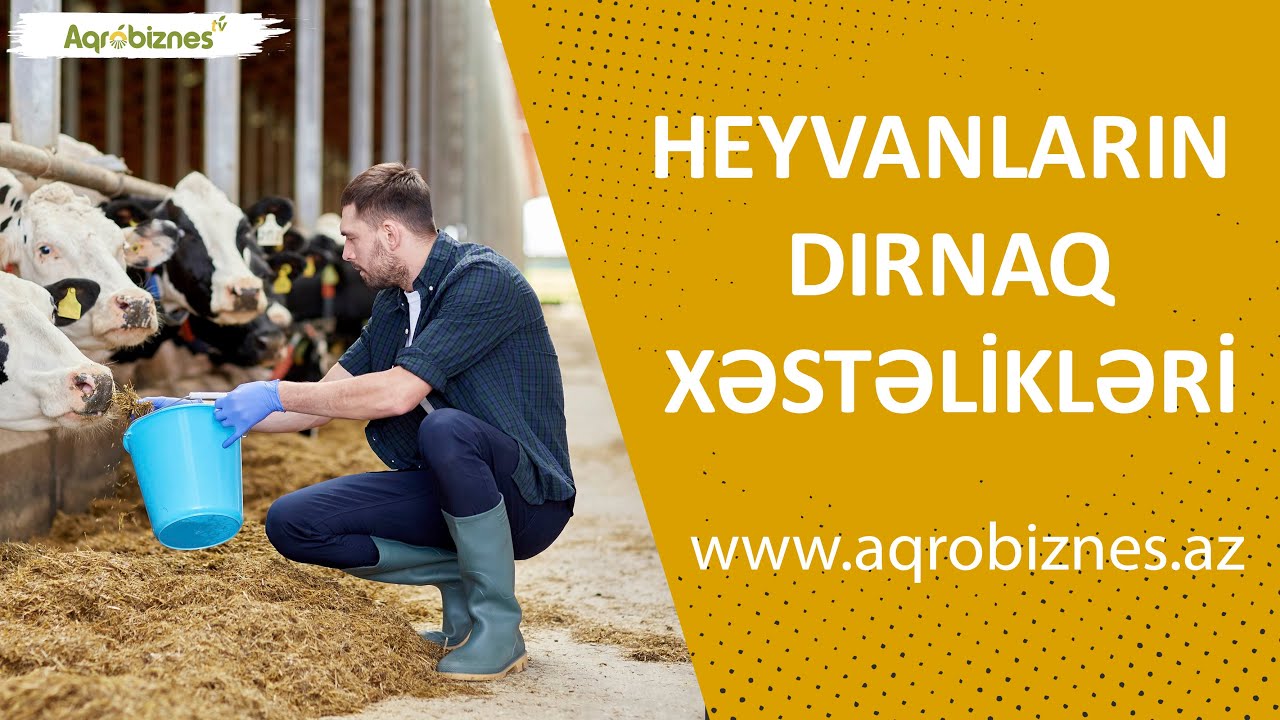 Heyvanların dırnaq xəstəlikləri: səbəbləri nədir?