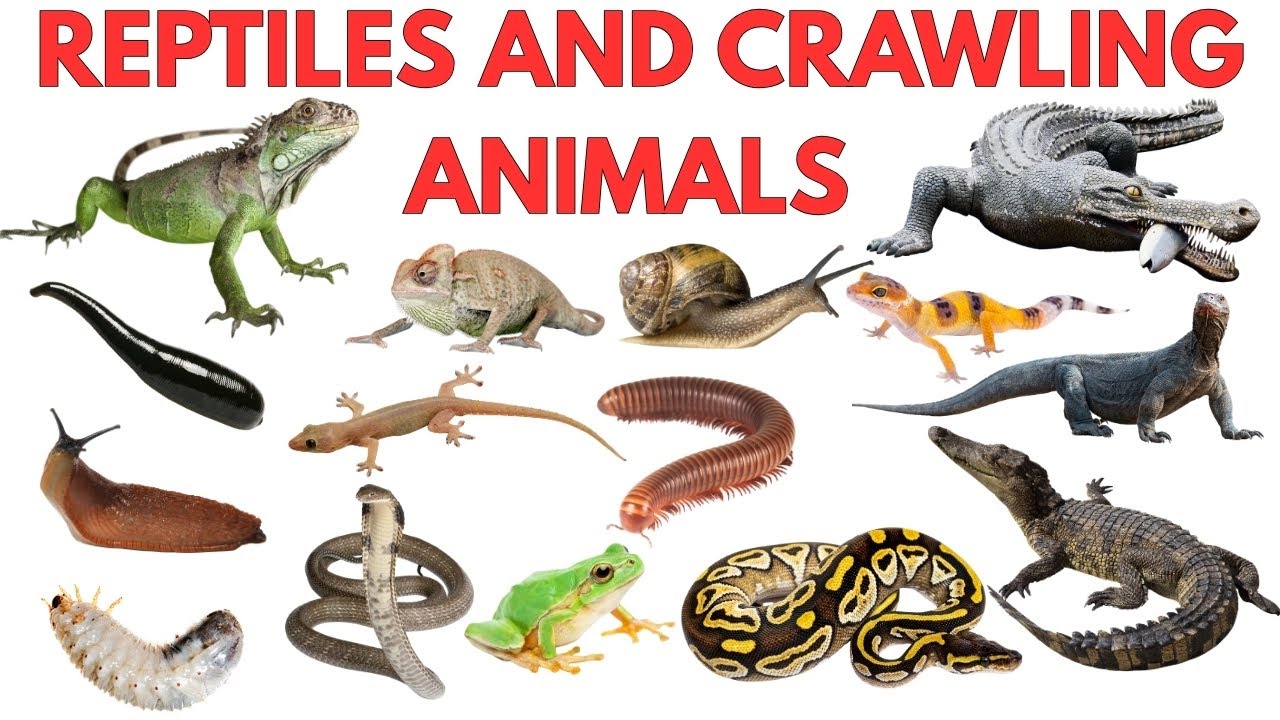 Crawling Animals for Kids | Learn Reptiles, Bugs & Insects with Pictures