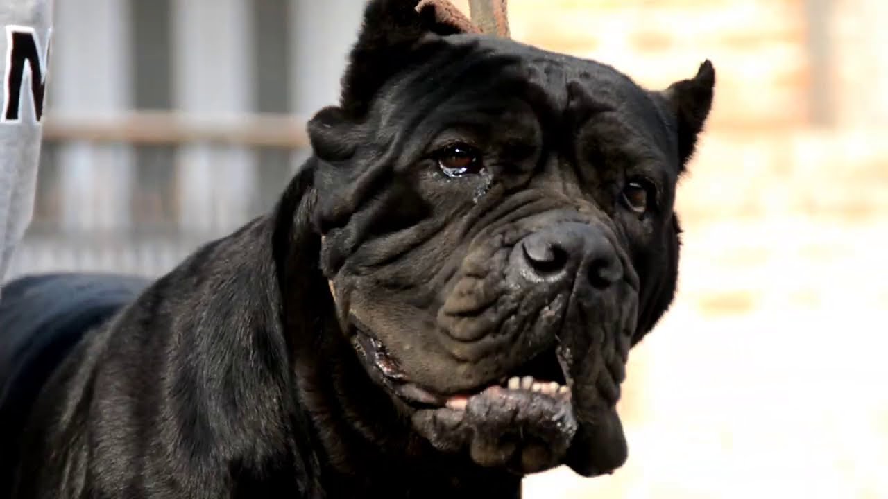 Cane Corso || 730 PSI BITE FORCE |Strongest Dog Breed In World | Royal Ranch Kennel Feat Akam singh