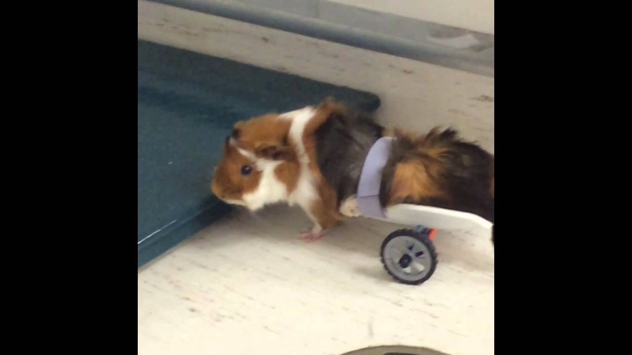 Paraplegic guinea pig gets wheels!