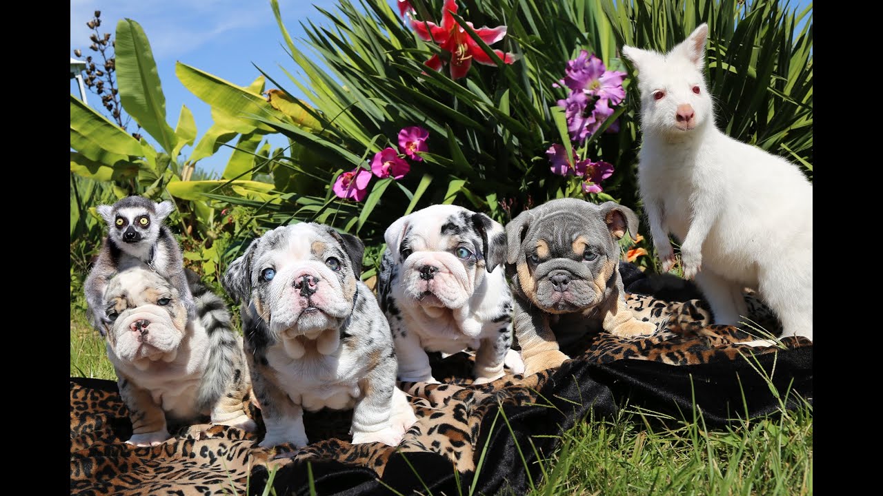 RARE MERLE SHRINKABULL ENGLISH BULLDOGS