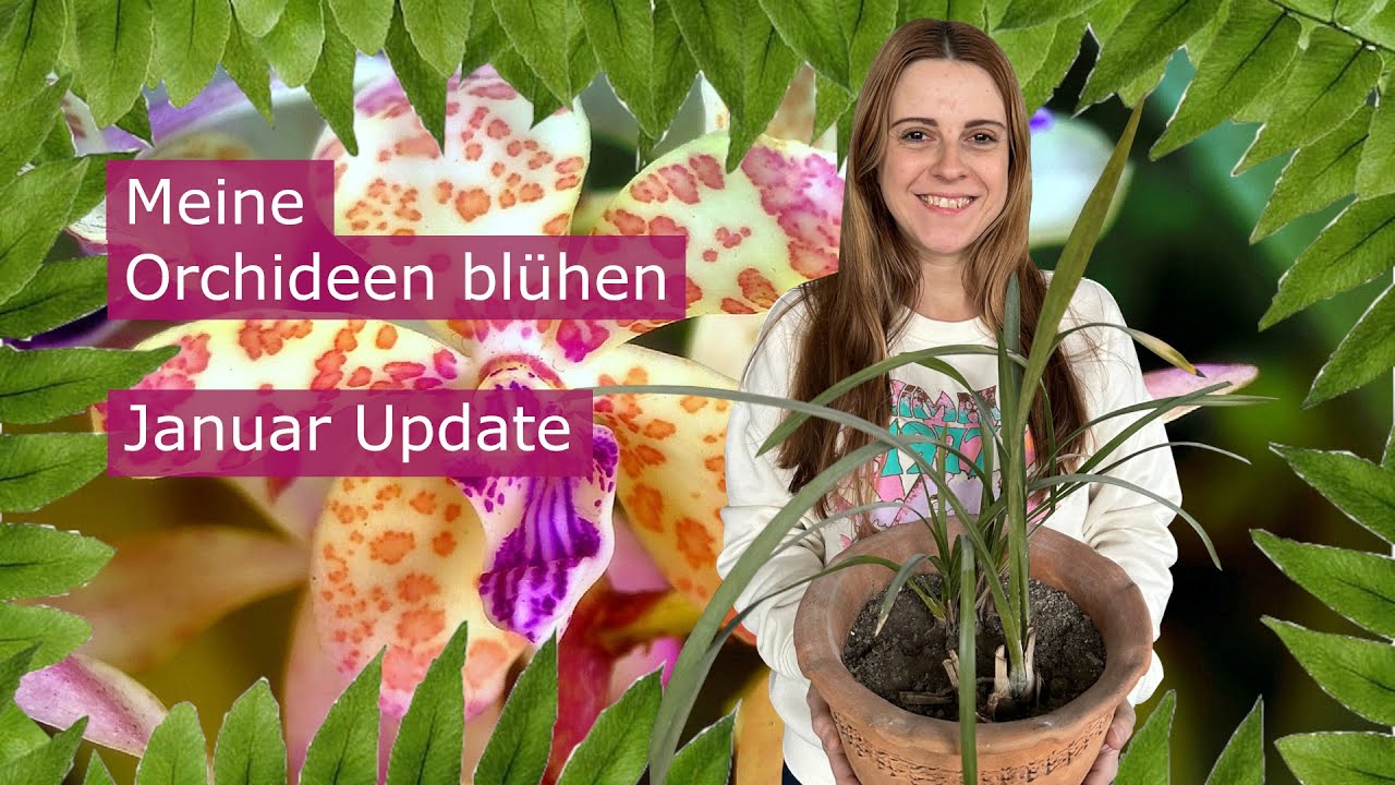 Meine Orchideen blühen, Januar Update | Hydroponic | FWC
