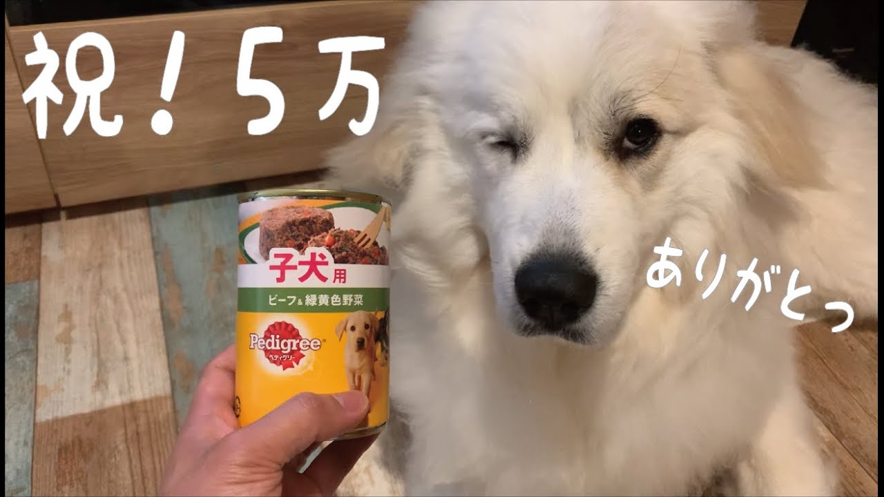 【祝！】お祝いで初めてウェットフードをあげてみたらデカ子犬の反応が凄すぎました｜グレートピレニーズ