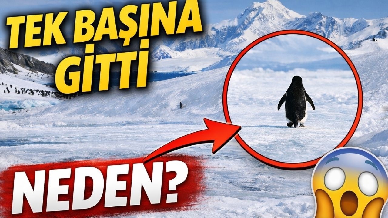 Tek Başına Yürüyen Penguenin Arkasındaki Gerçek