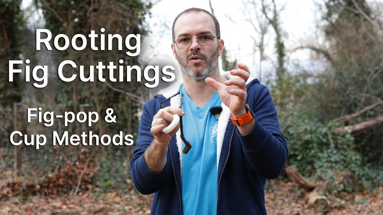Rooting Fig Cuttings - My 2 favorite winter Rooting Methods
