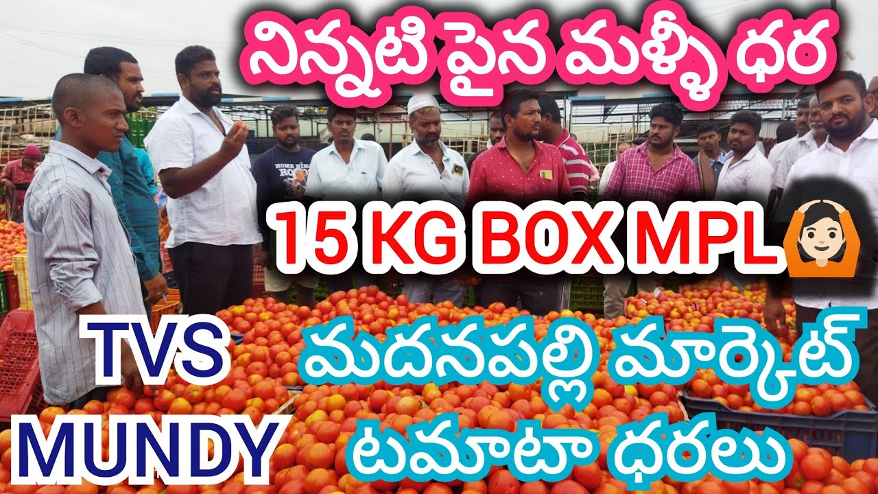 07/03/26 Madanapalle Tomato Market Price Today || Today Tomato Market Rate In Madanapalle #today 