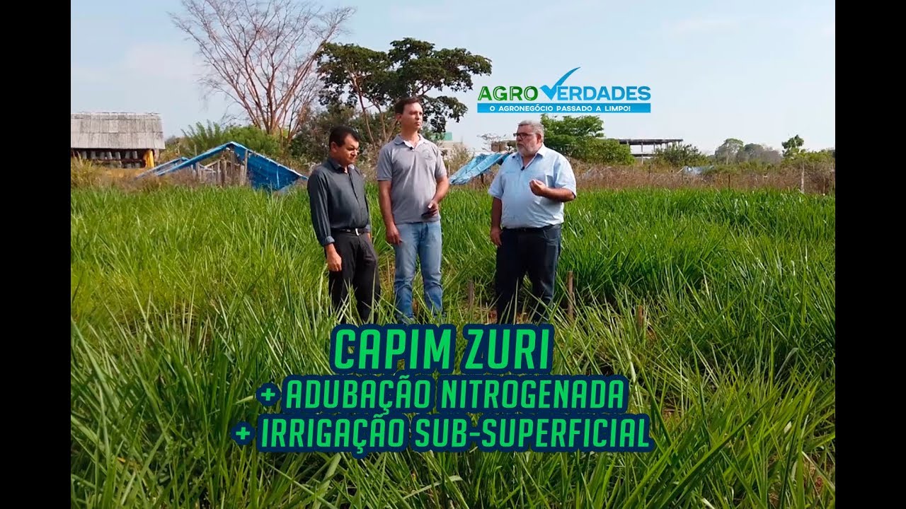 Capim Zuri + Adubação nitrogenada + irrigação sub-superficial: UFT estuda tecnologia para pecuária