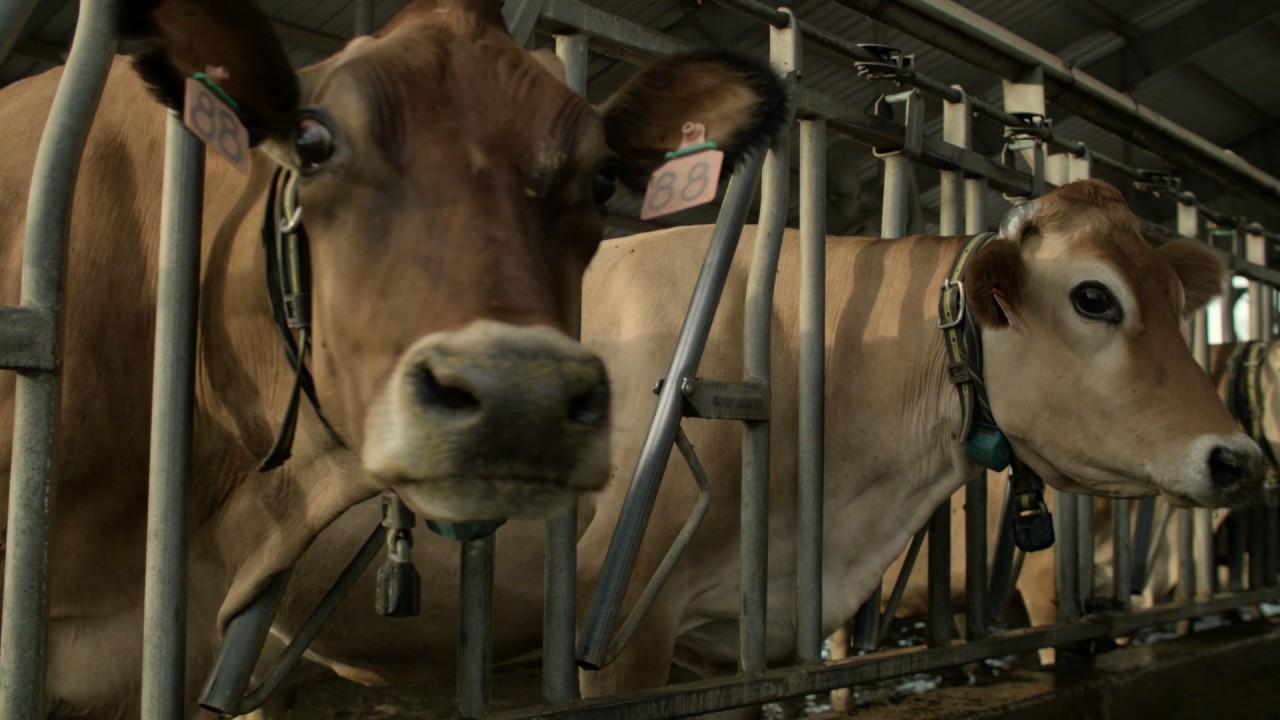 Dairy Stockmanship