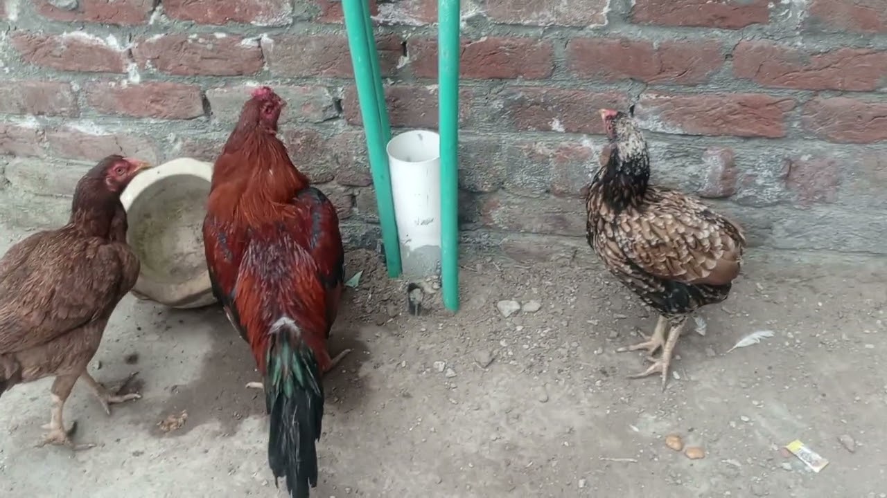 #Shoqen# #long #New #Breeding #pare  #Aseel Lover #qualityshoqe sub ka  