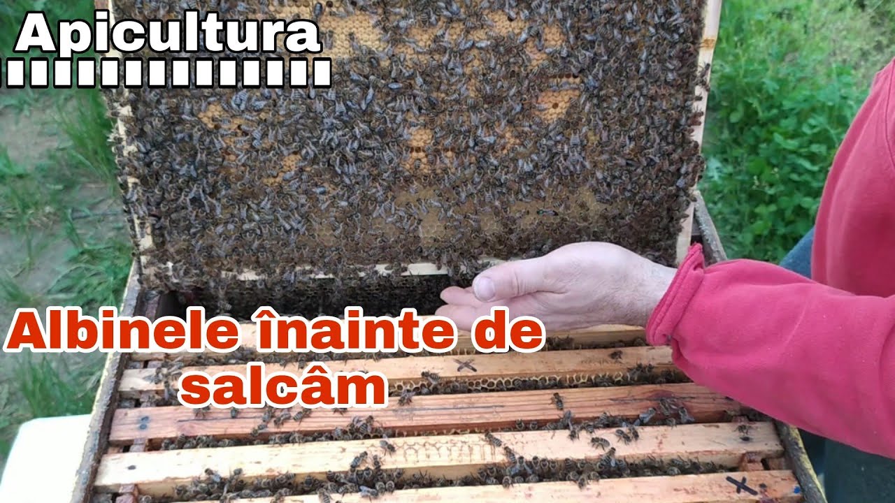 Cum se prezintă familiile de albine cu o săptămână înainte de salcâm
