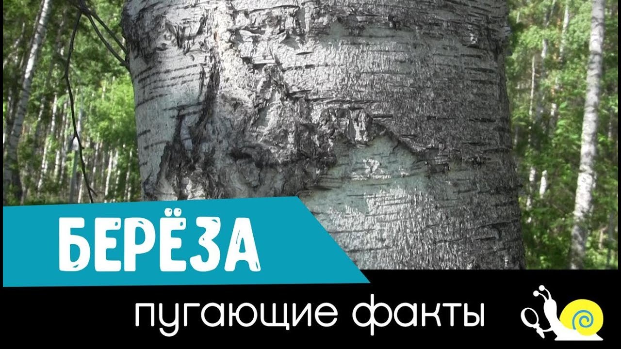 Берёза. Пугающие факты.
