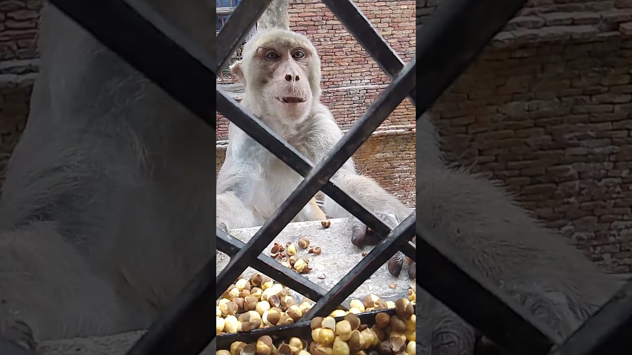 bezubaan kiSeva bejuban ki awaaz monkey animal prayagraj 