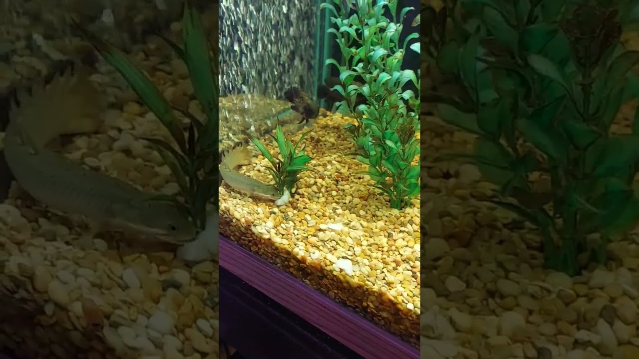Feeding the Bichir, my little Dragon. What a Dinosaur #Bichir #Dragon #Dinosaur #fishfeeding