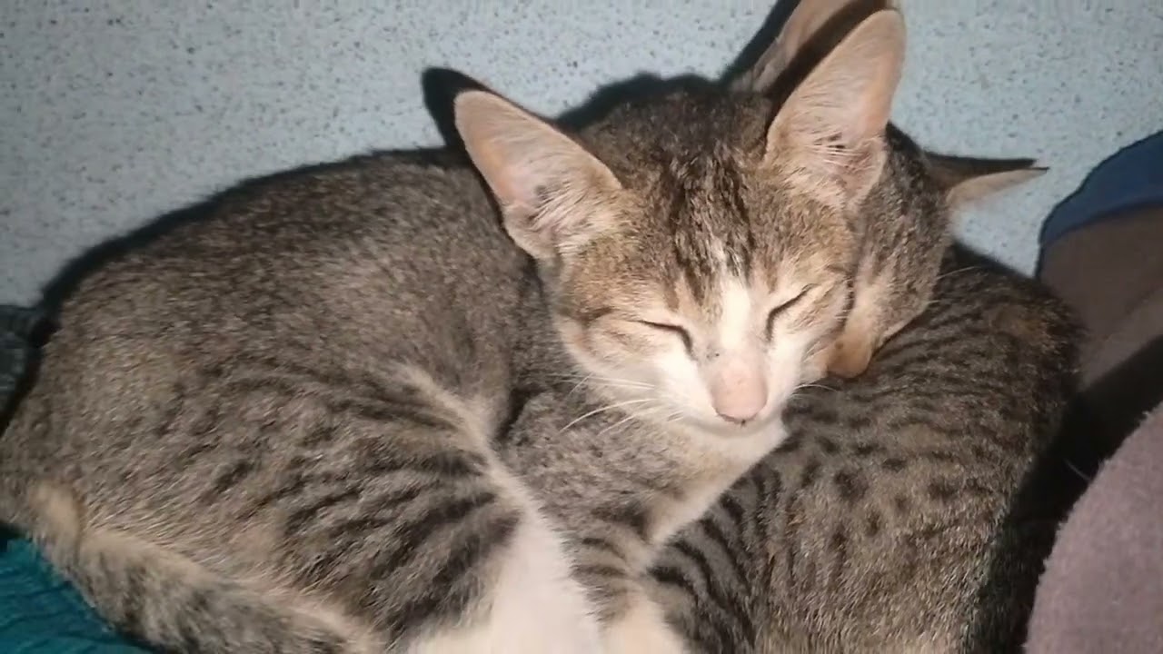 Purring kittens || cat purring || cat asmr video || sleeping kittens || sleeping cat 