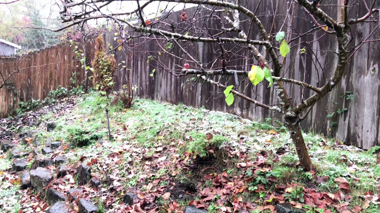 Snow falling in 4k Uhd filmic pro using iphone 8