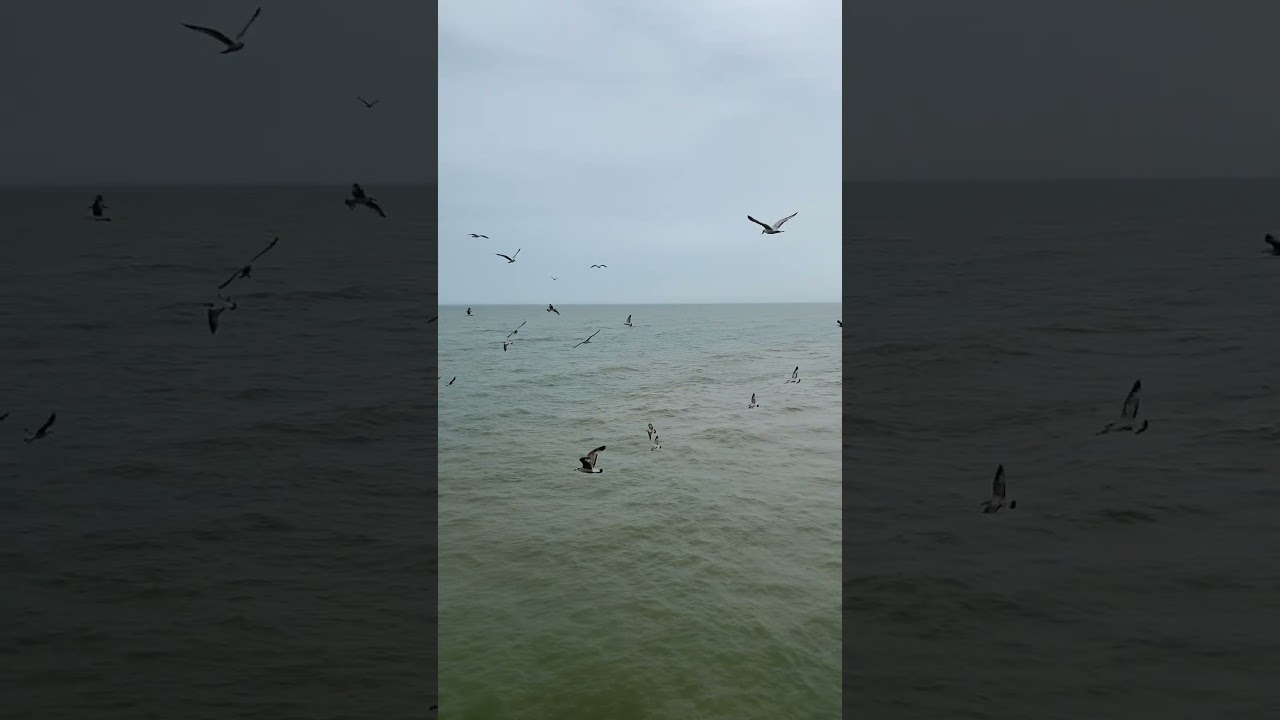 #brightonandhovealbion #asmr #travelvlog #nordsee