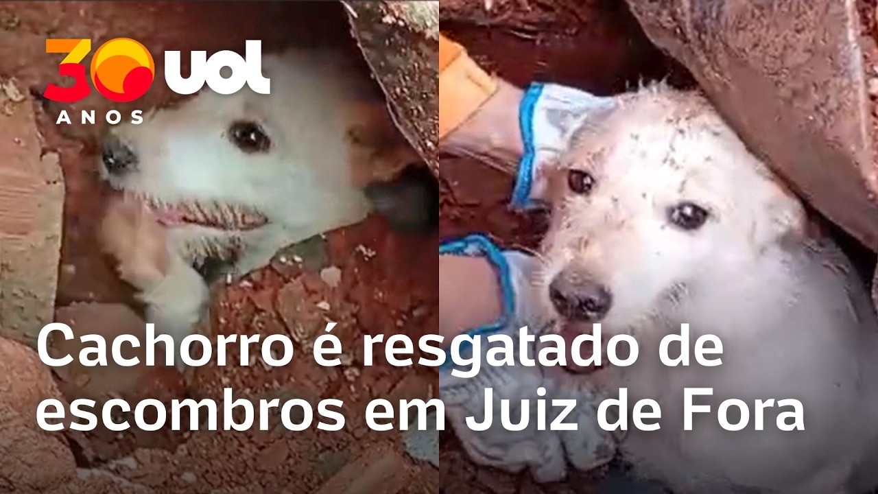 Cachorro é resgatado com vida após desabamento em Juiz de Fora