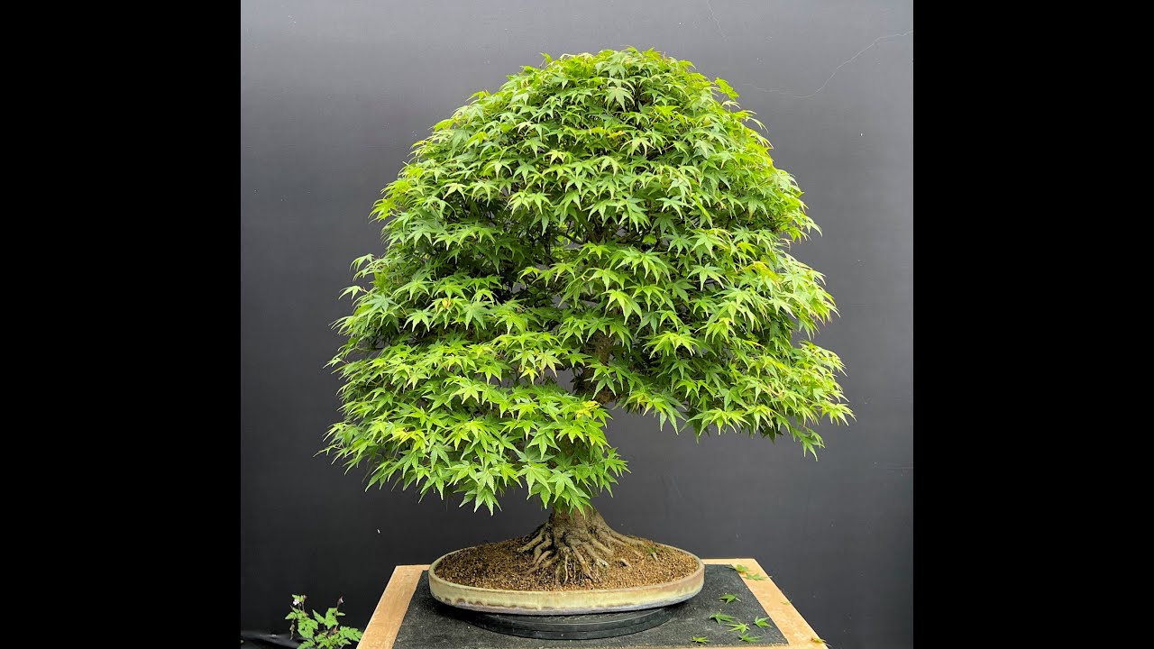 Partial Defoliation of Japanese Maple Bonsai