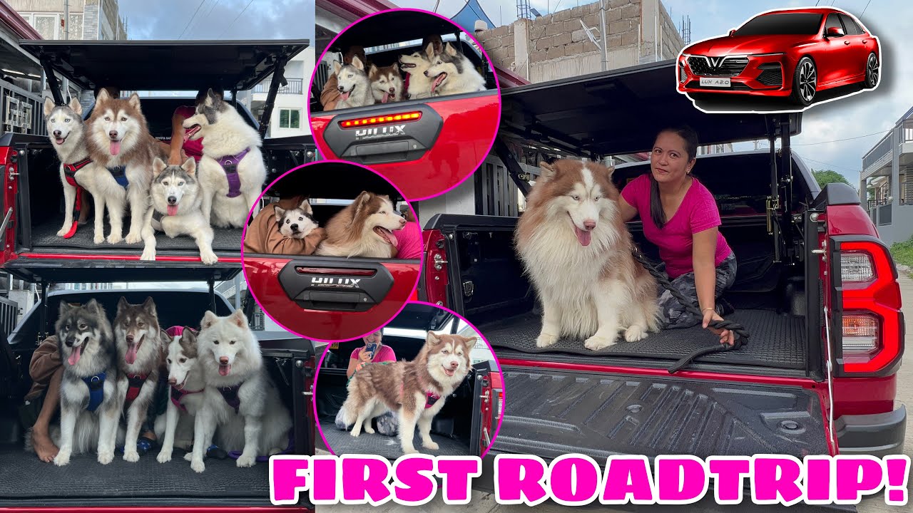 Pack Member’s First Roadtrip With Their New Car! | MUNTIK TUMALON! | Husky Pack TV
