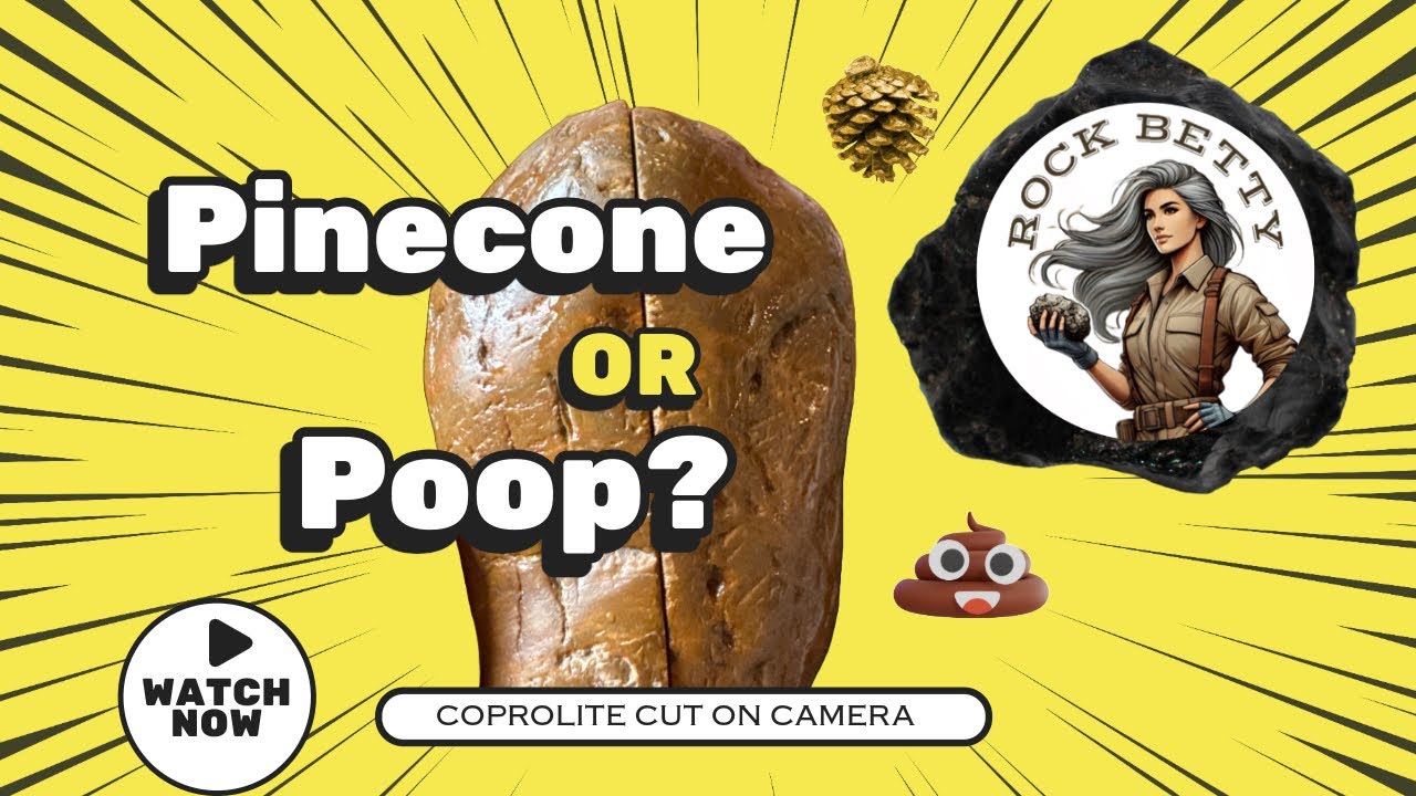 Petrified Pinecone or Poop? Is this a coprolite? Let&rsquo;s cut it open and see!