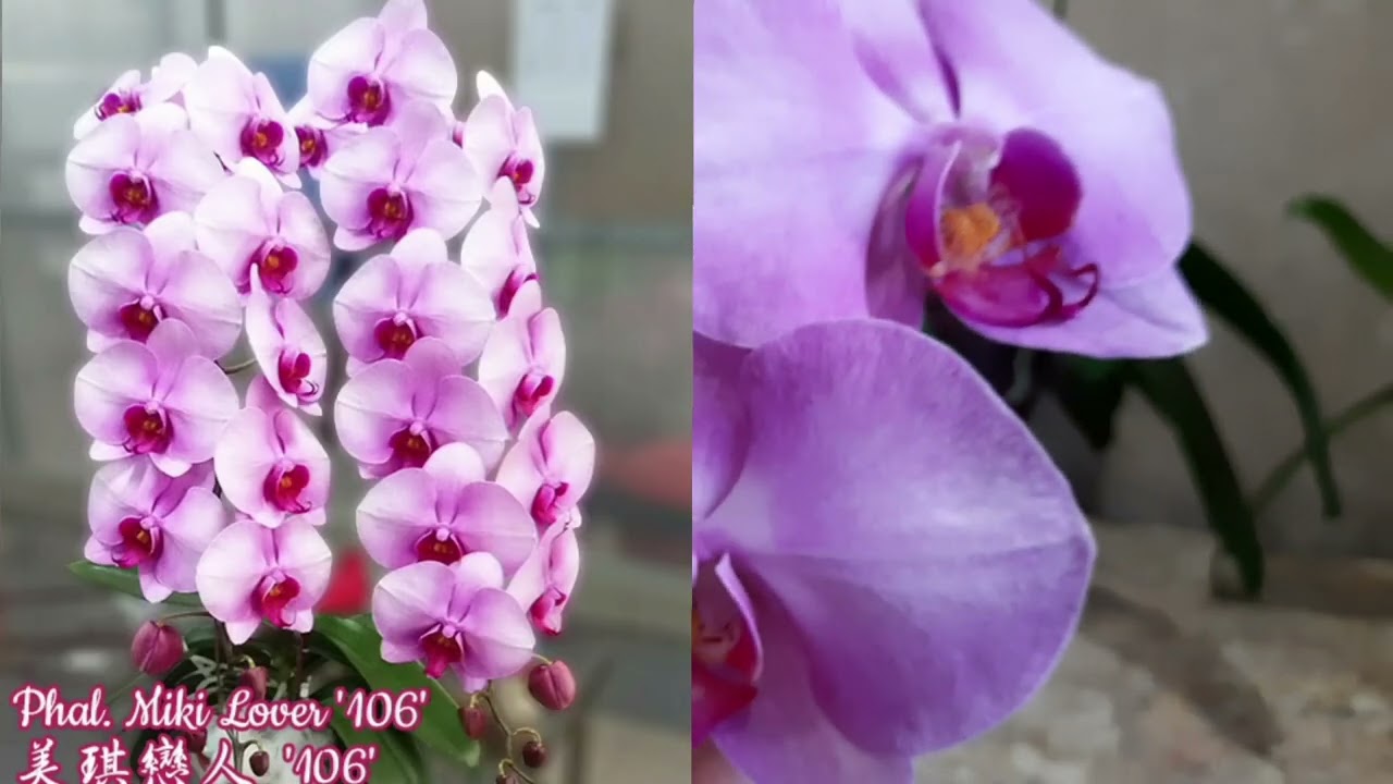Цветение орхидей в декабре (IV часть)Phal. Pink Planet, Dalmatian, Focus, Lover, Santa Claus и др.