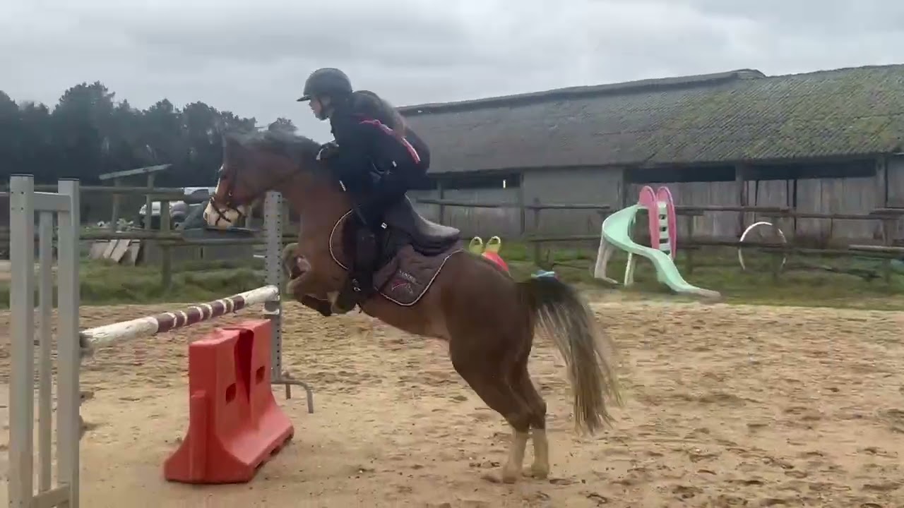 King Kong Star d'Ete Lays étalons training CCJP 6 ans janvier 2026