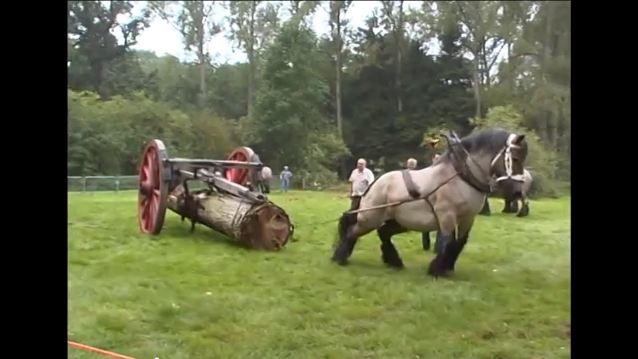 THE STRONGEST Draft Horse