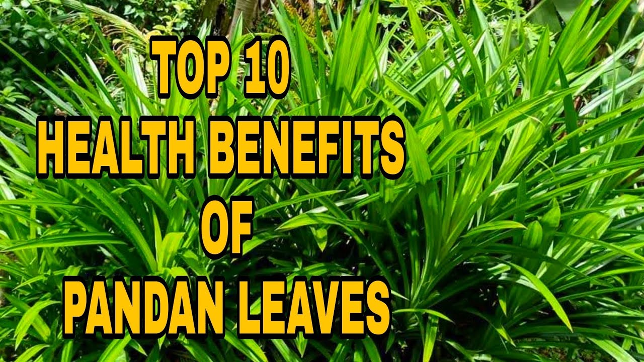 TOP 10 HEALTH BENEFITS OF PANDAN LEAVES