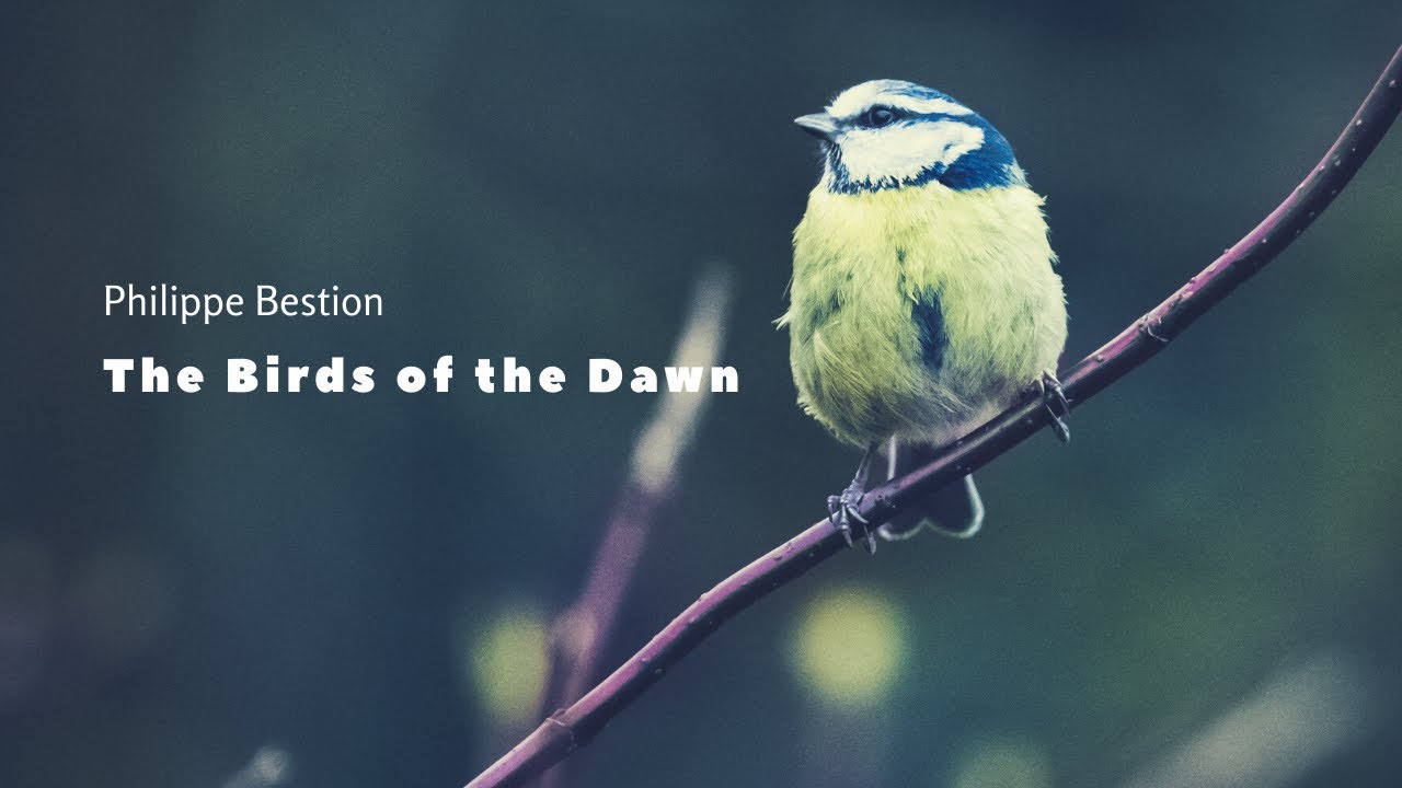 Philippe Bestion  - The Birds of the Dawn