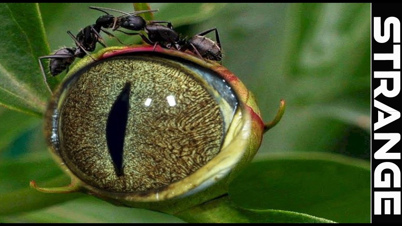 Unusual Plants On Earth That you have Never SEEN
