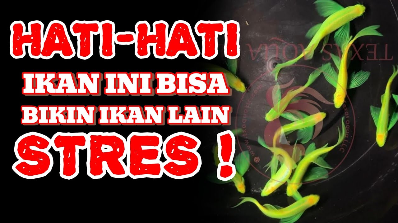 KENAPA Ikan Danio Slayer Disebut Pembunuh Kecil? Fakta Mengerikan yang Jarang Dibongkar!