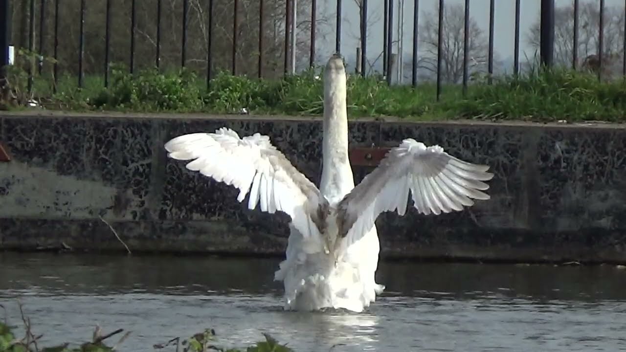Going Crazy 3 #WaterLovelyBird #muteswans #muteswan #swans #swan #cygnusolor #waterbirds #nature