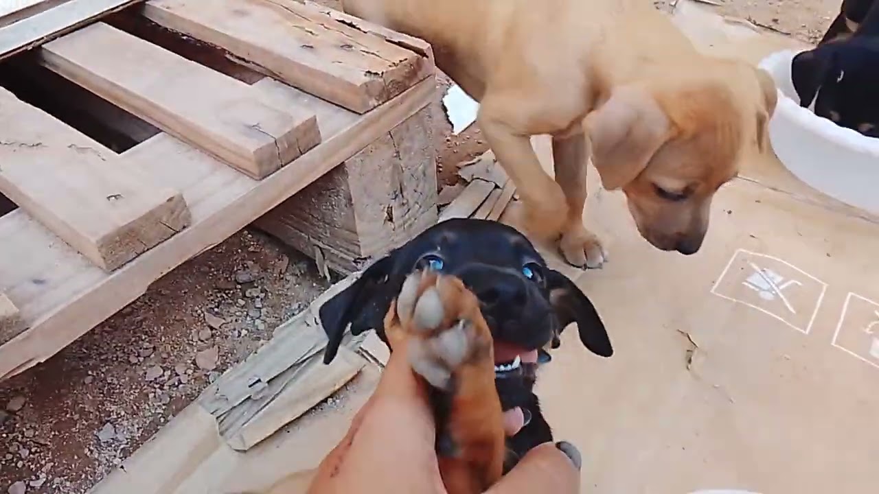 Os cachorrinhos cresceram 