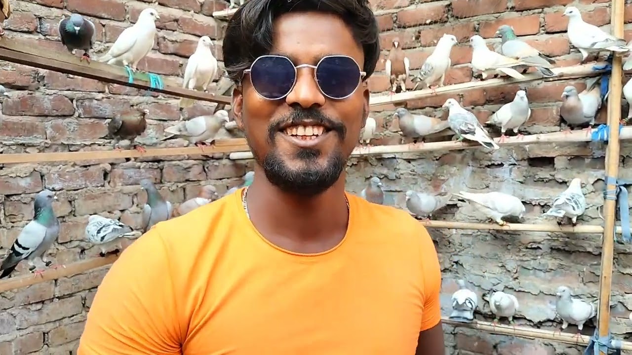 Indian kabutar ustaad babu Talim ji Biraj mohan bau ji ka Shok vikas Bhai ji