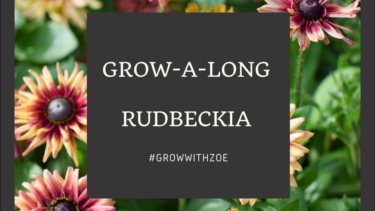 Rudbeckia hirta ‘Sahara’