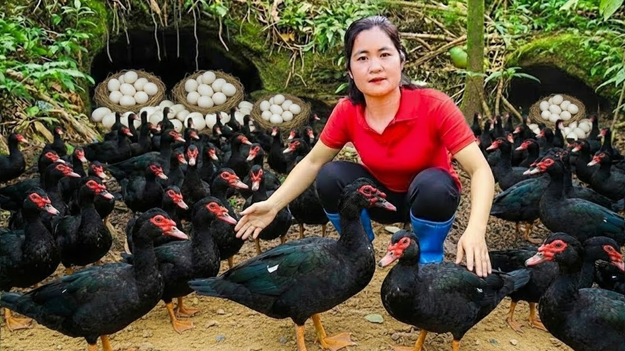 Harvesting Wild Black Ducks and Ducks Eggs & Goes Market to Sell – Forest Survival Life