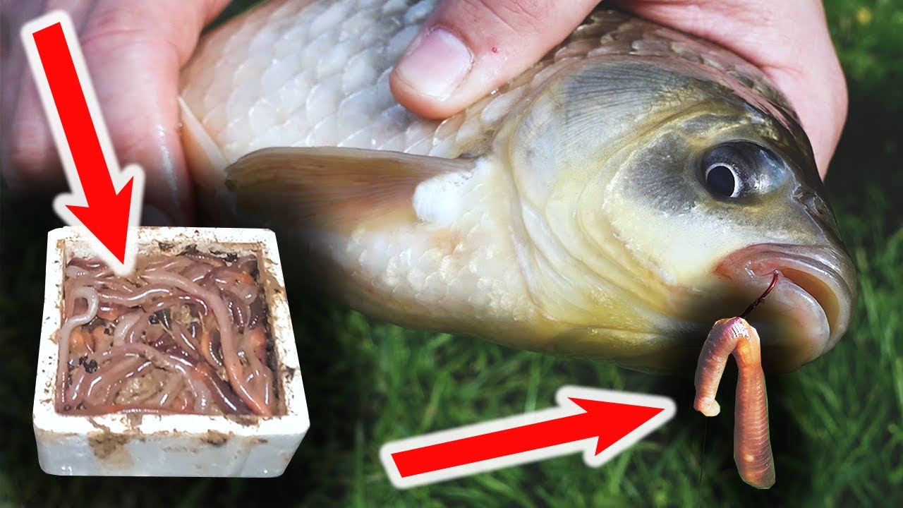 TAUWÜRMER fangen und damit ANGELN 🪱🎣 | Ohne Strom und Spüli - die Tauwürmer sind ewig haltbar!