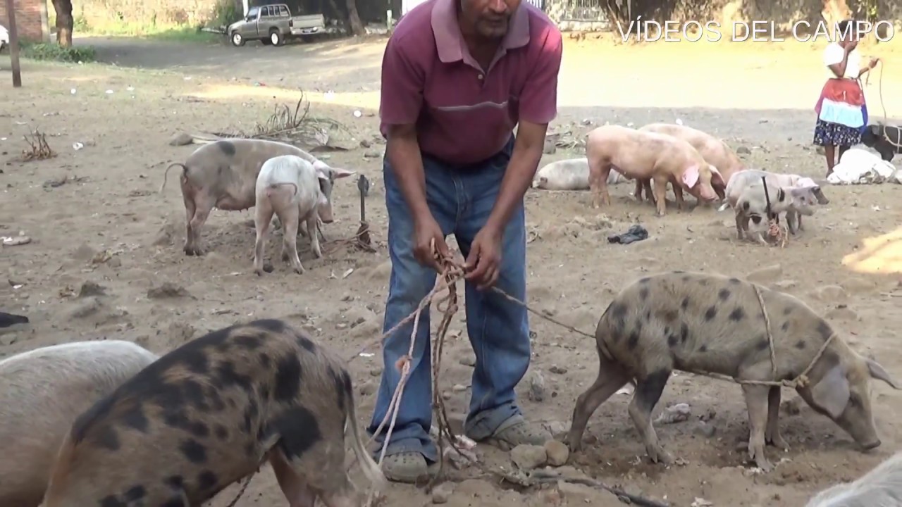 Venta y compra de cerdos: un chiquero de Usulután, El Salvador.