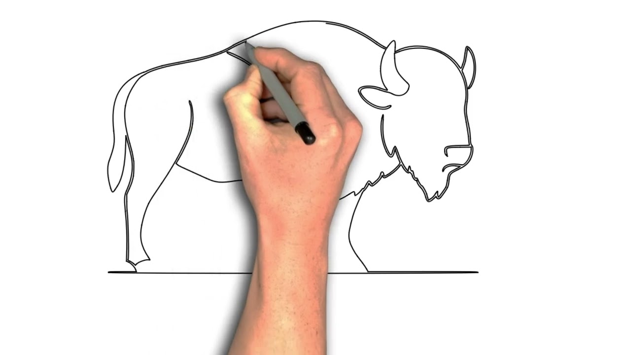 American Buffalo &ndash; Step-by-Step Drawing Guide in Minimalist Style