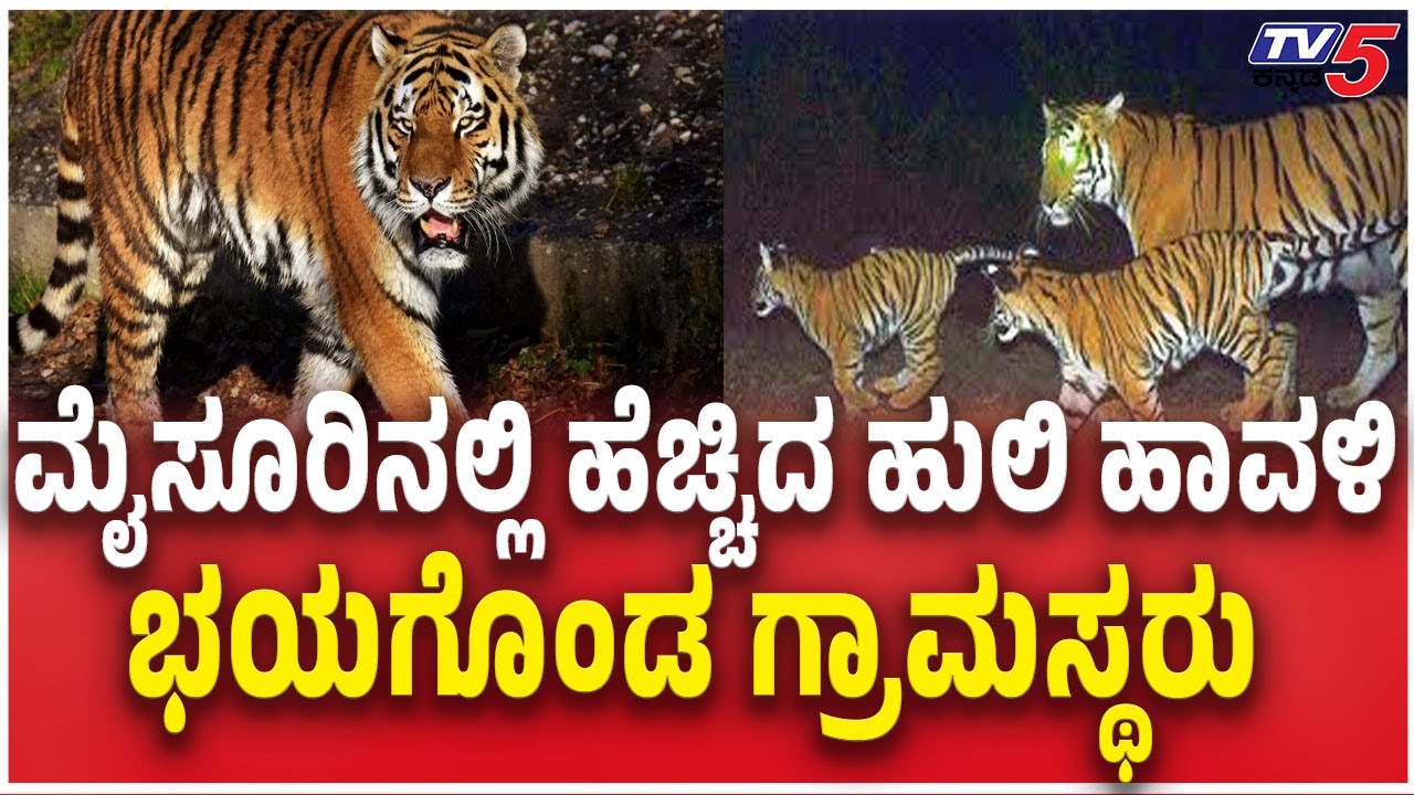 Mother Tiger And Four Tiger Cubes Captured ಮೈಸೂರಿನಲ್ಲಿ ಹೆಚ್ಚಿದ ಹುಲಿ ಹಾವಳಿ ಭಯಗೊಂಡ ಗ್ರಾಮಸ್ಥರು