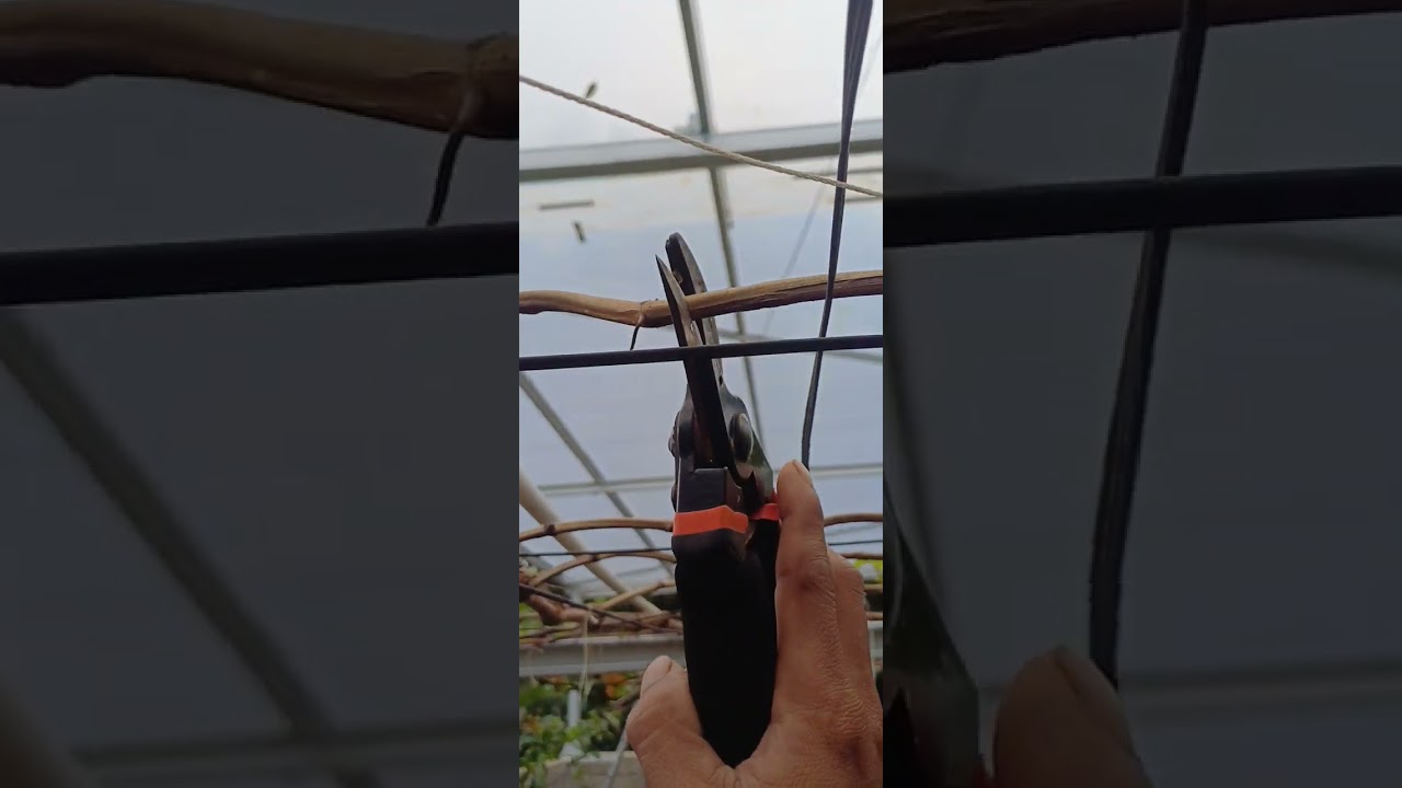 Husus untuk pemula.Cara pondasien pruning anggur paska habis panen 
