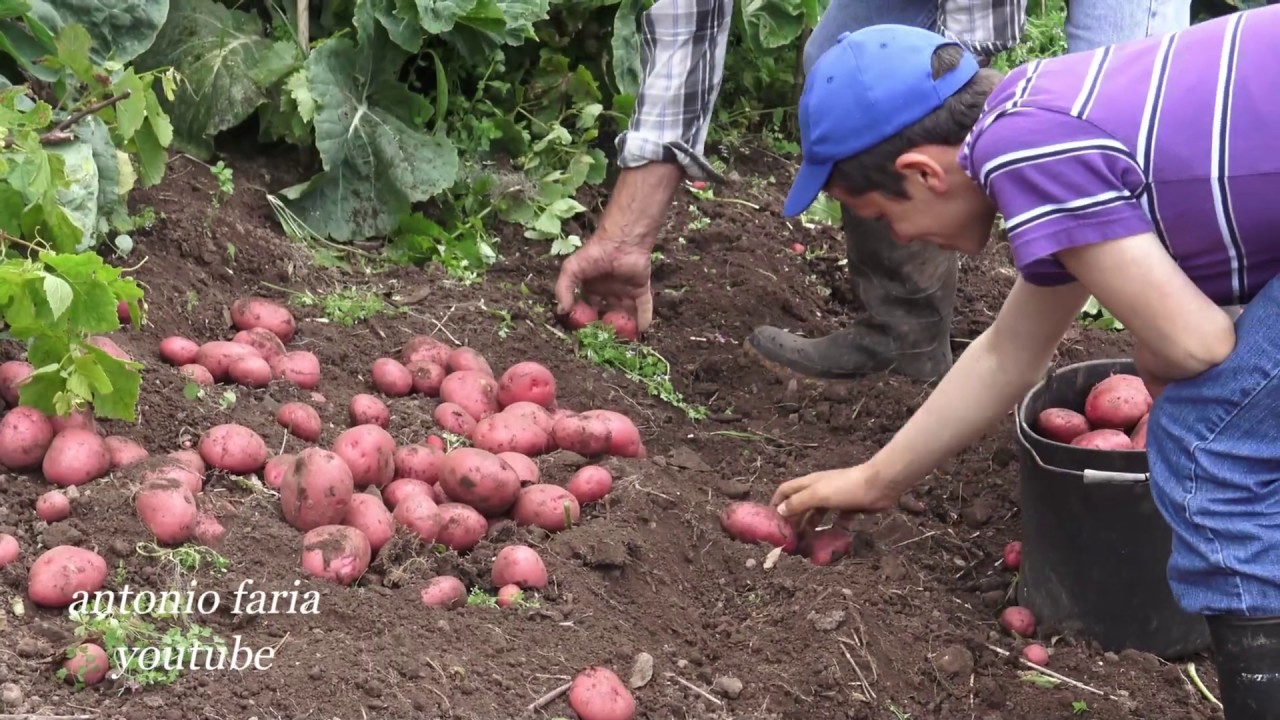 Dia de apanhar batatas - Fajã da cabreira 2020 Ilha São Jorge