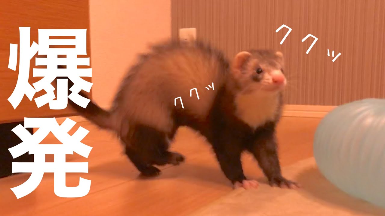 1日中閉じ込めておくとこうなる...。【赤ちゃんフェレット】