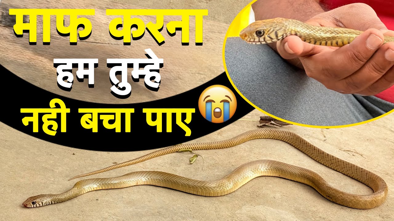 माफ करना हम तुम्हे नहीं बचा पाए अचानक बेहोश हो गया सांप Indian Rat Snake Rescue 