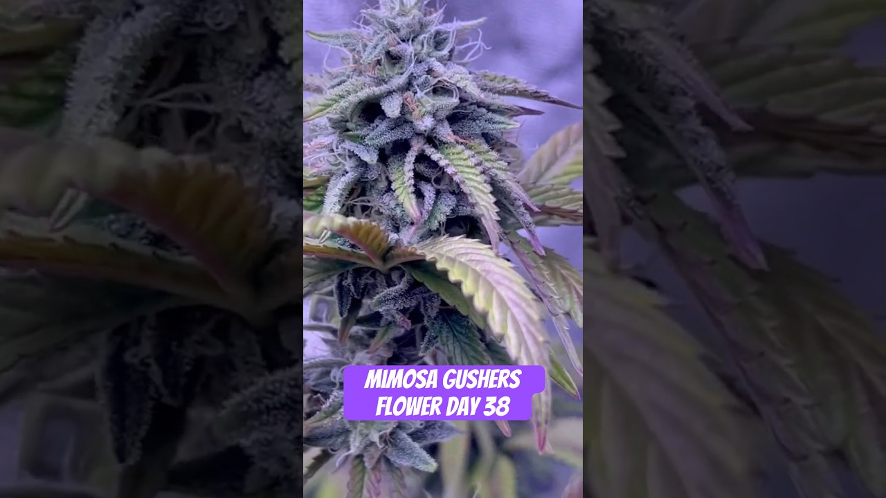 Mimosa Gushers Strain Flower Day 38 XXL LST Scrog  #420 #seedtoharvest #crazybud