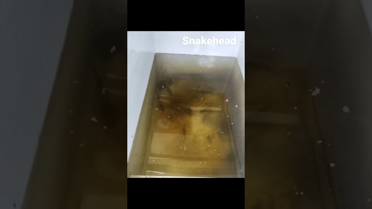 monster fish, snakehead feeding @shots